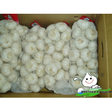 Garlic with GAP/Garlic from China/Low garlic price
